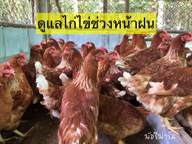 วิธีดูแลไก่ไข่ช่วงหน้าฝน